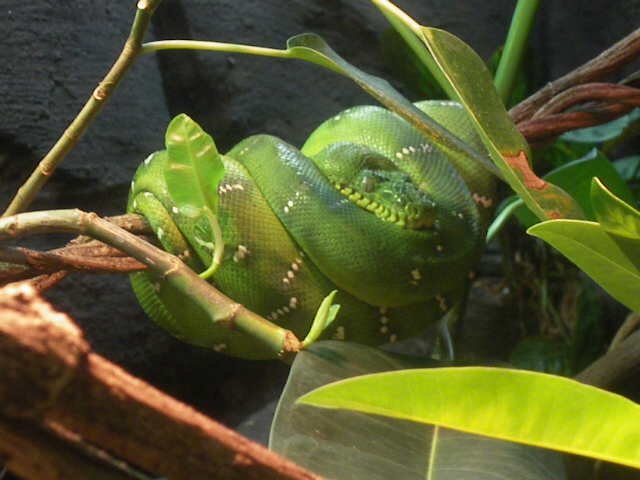 i just love how green tree snakes can wrap themselves around like this!
