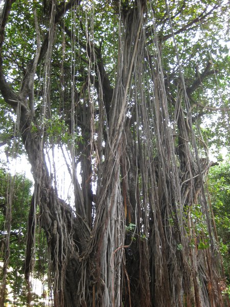 Tree in Mauritius