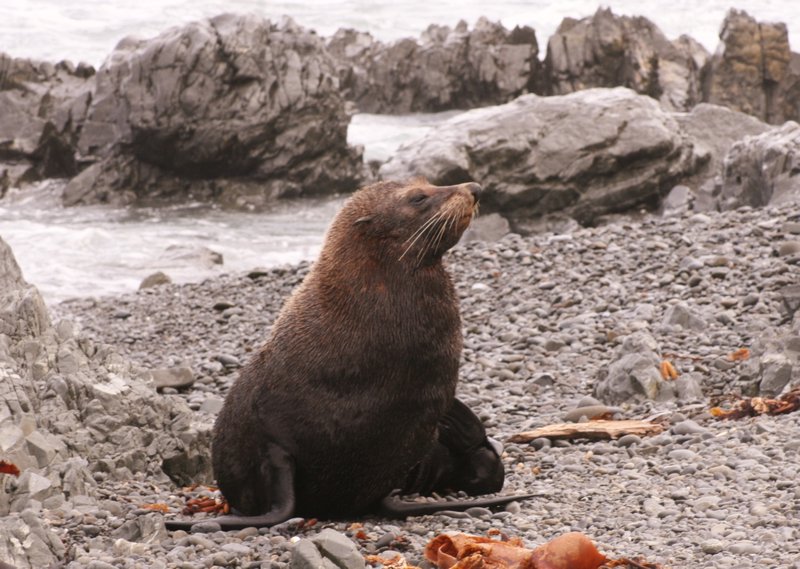 An Alert Seal