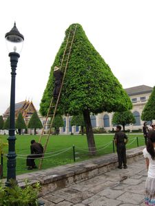 Shaping a Tree Bangkok