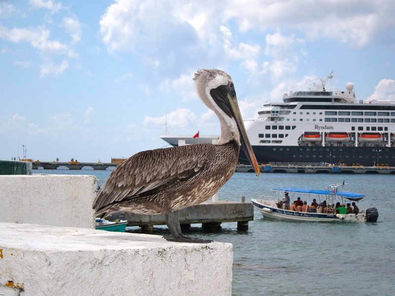 Pelican in Cozumel