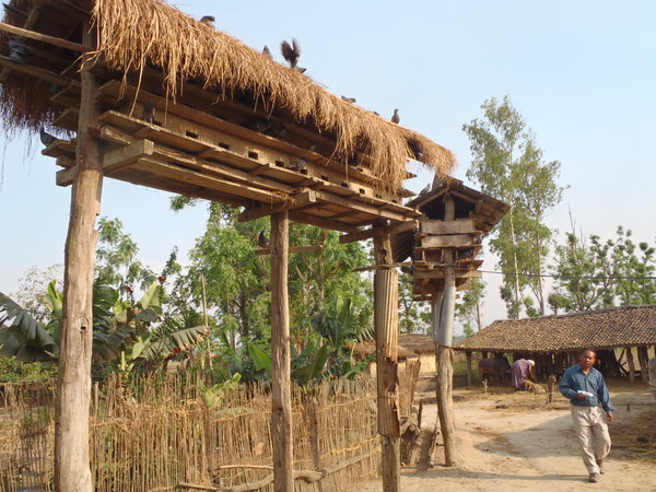 Pigeon roosts in the village.