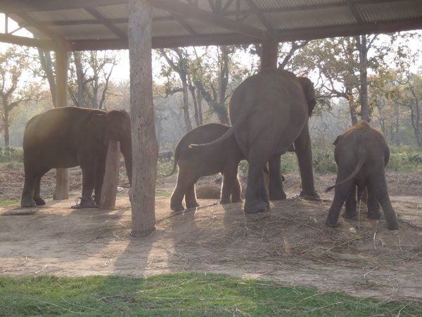 More elephants at the breeding centre.