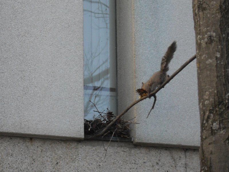 building a nest in the library window
