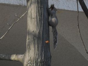 hard working squirrel