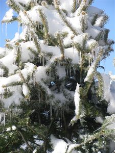 ice and snow on the spruce