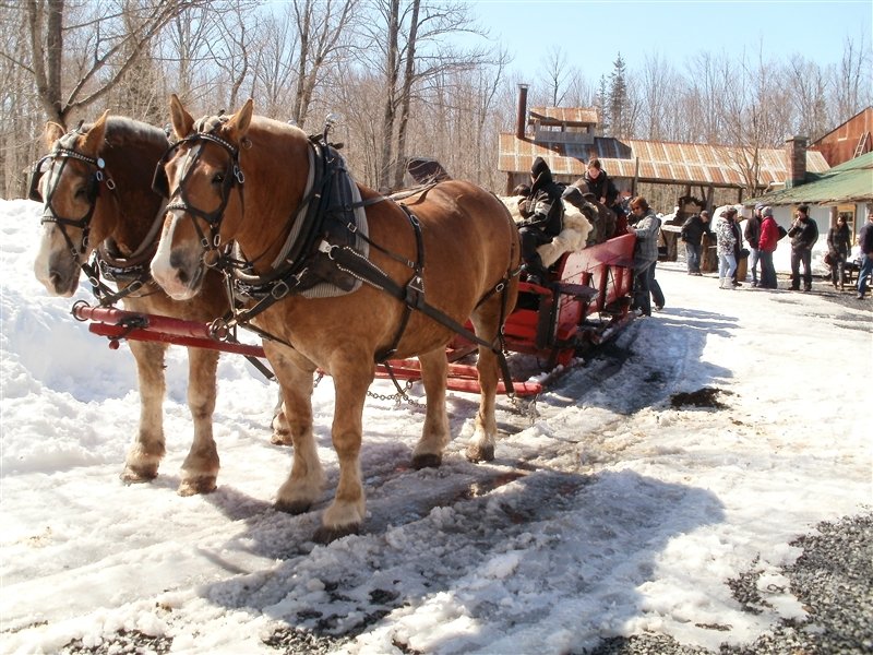 Horses pulling the sleigh