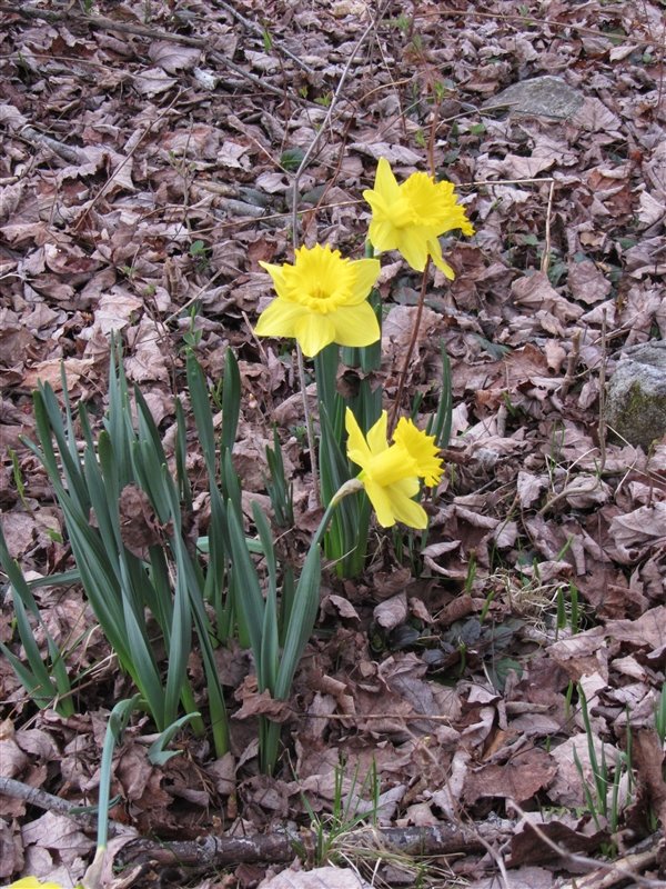 Daffodils near the back pond