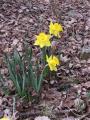 Daffodils near the back pond
