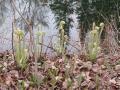 Fiddleheads at the pond edge