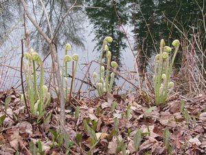 Fiddleheads at the pond edge