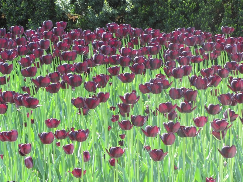 I loved the purple tulips