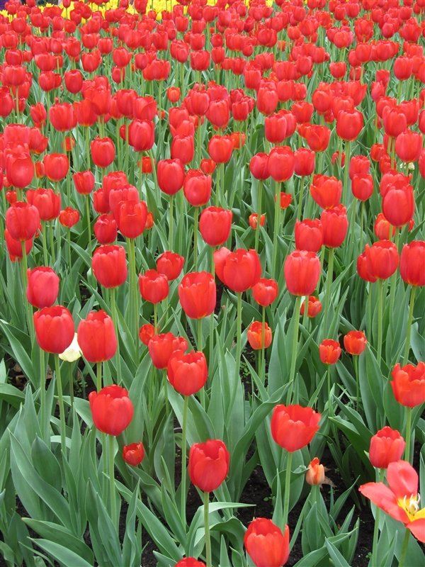 Sea of Red tulips