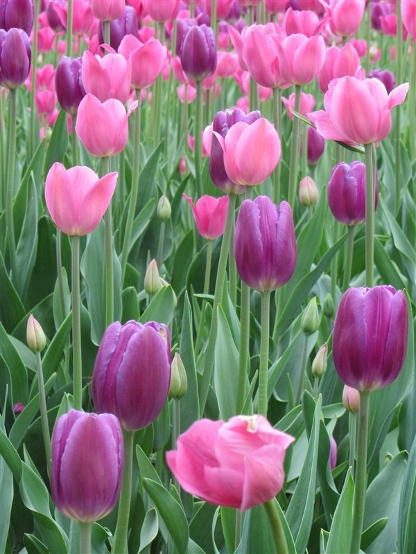 Pink and puple tulips