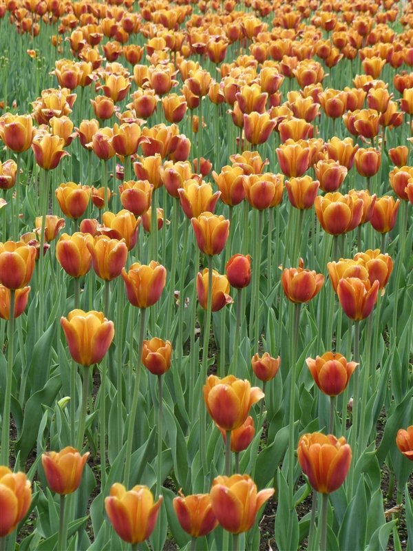 more waves of tulips