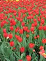 Sea of Red tulips