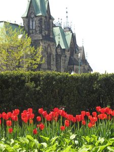 tulips with part of the Parliament in the background.