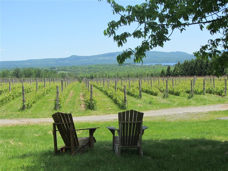 view of Lac Brome across the vineyards