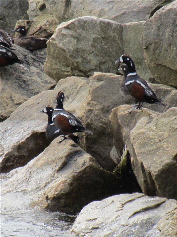 neat coloured ducks along the rocks
