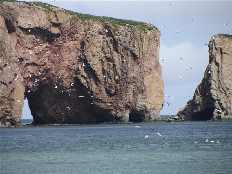 Gannets flying in front of Perce Rock