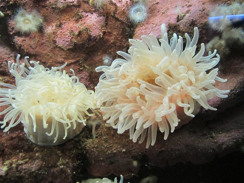 Sea Anemone in the Aquarium tanks