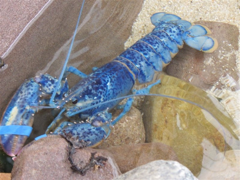 Blue lobster in the touch pool