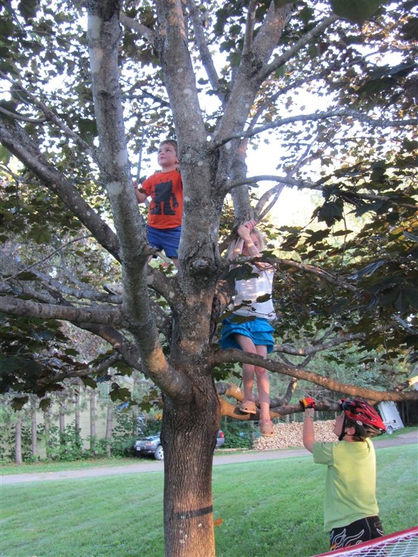 Elizabeth showing Marc how to climb a tree