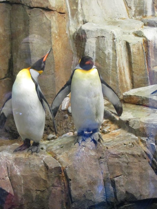 penguins at Biodome