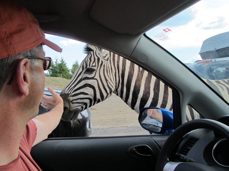 meeting the zebra