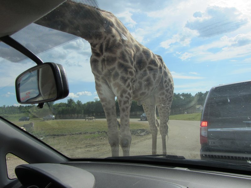 Giraffes are just so tall!