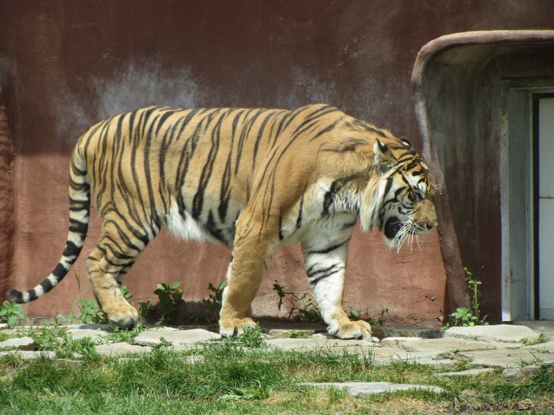 One of the tigers