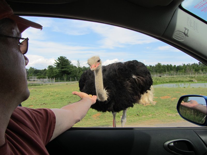 feeding the ostrich