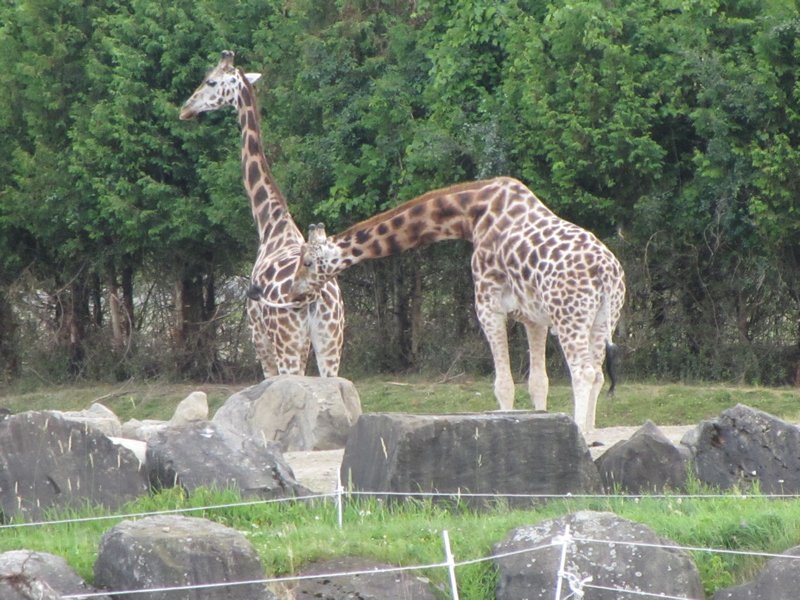 more giraffes