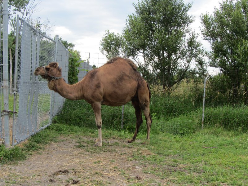 the single hump camel