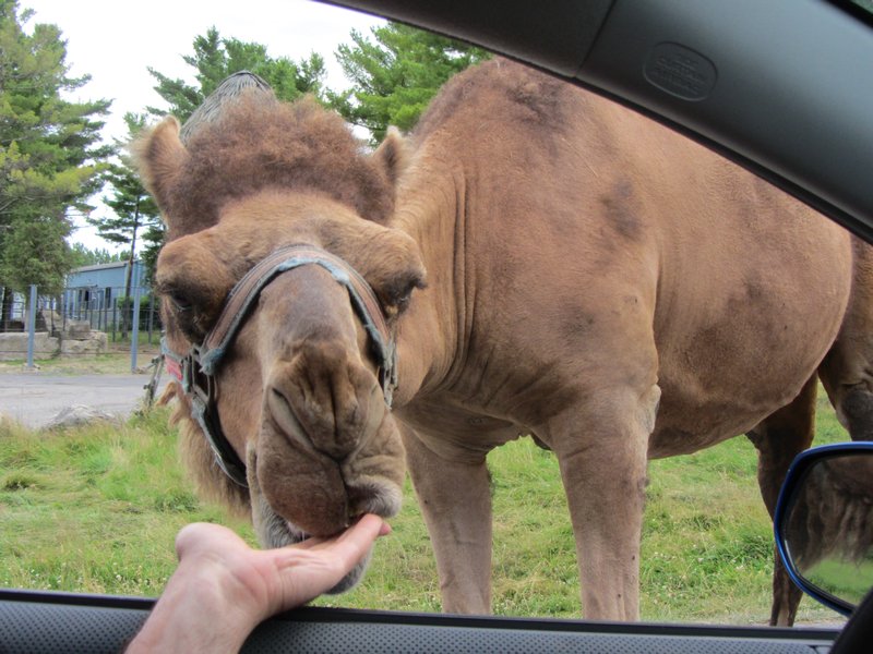 feeding the camel
