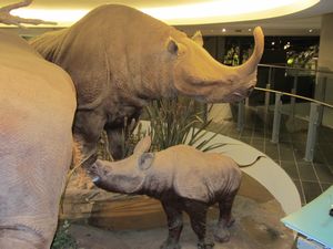 prehistoric rhinoceros