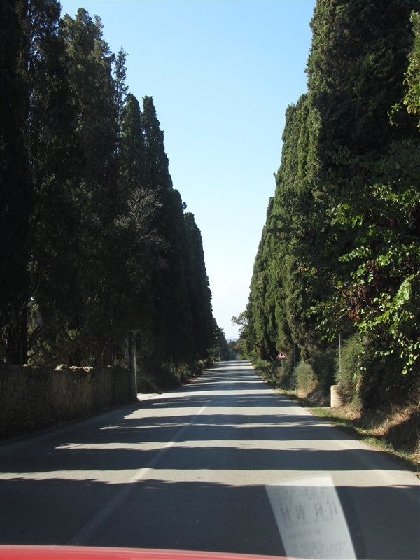 Cyprus lined road in Bolgheri