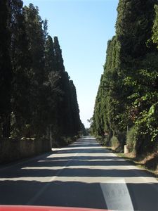 Cyprus lined road in Bolgheri