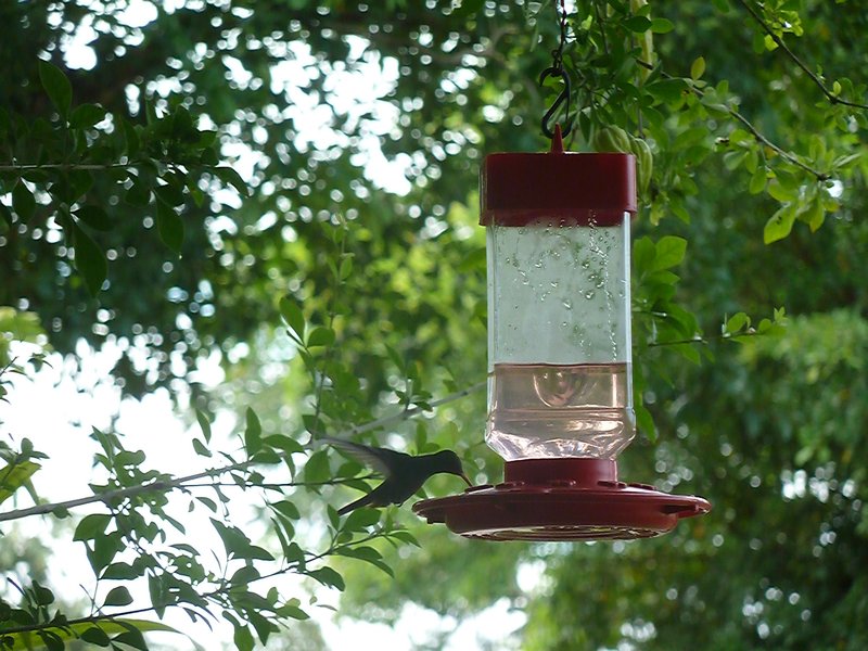 Our 30 minute wait to get a snap of the resident Hummingbird.....well worth it!