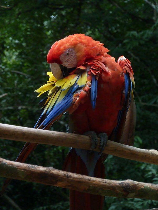 One of the Macaw's