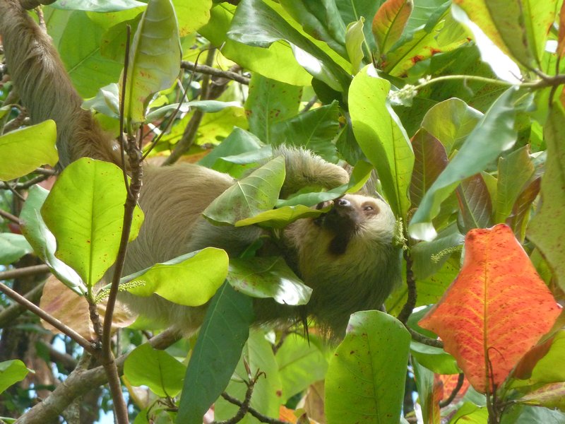 Two toed Sloth1