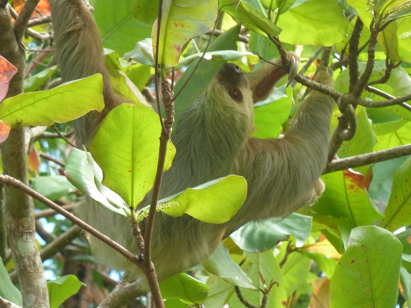 Two Toed Sloth2