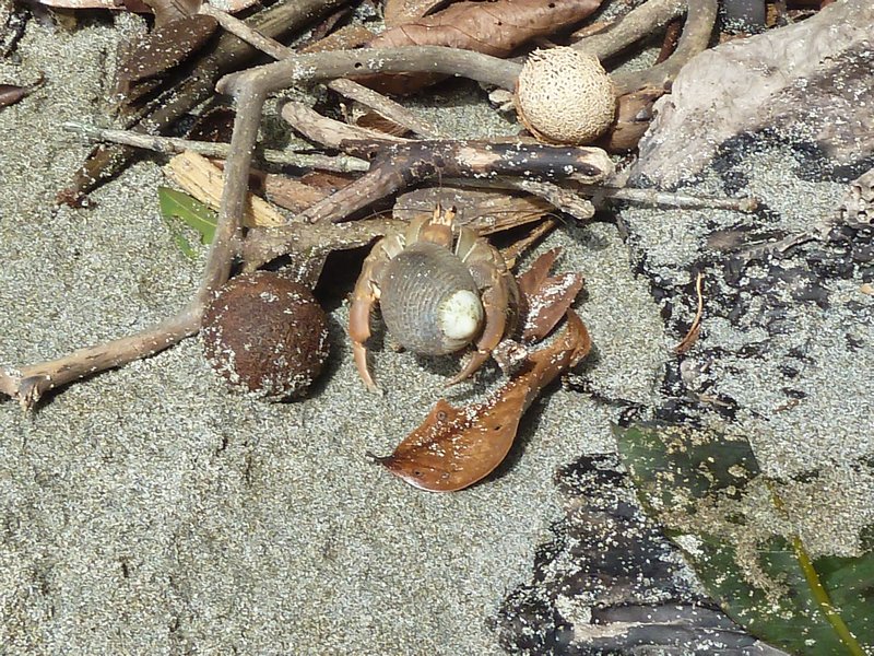 Hermet Crab
