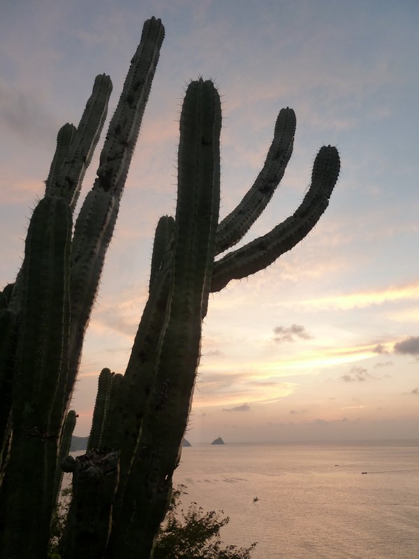 Cactus in Sunset