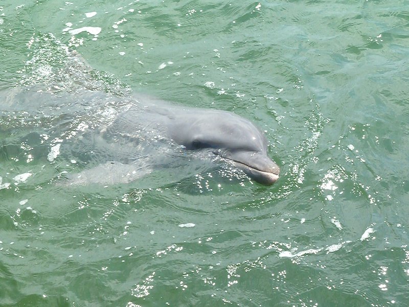 Dolphin...