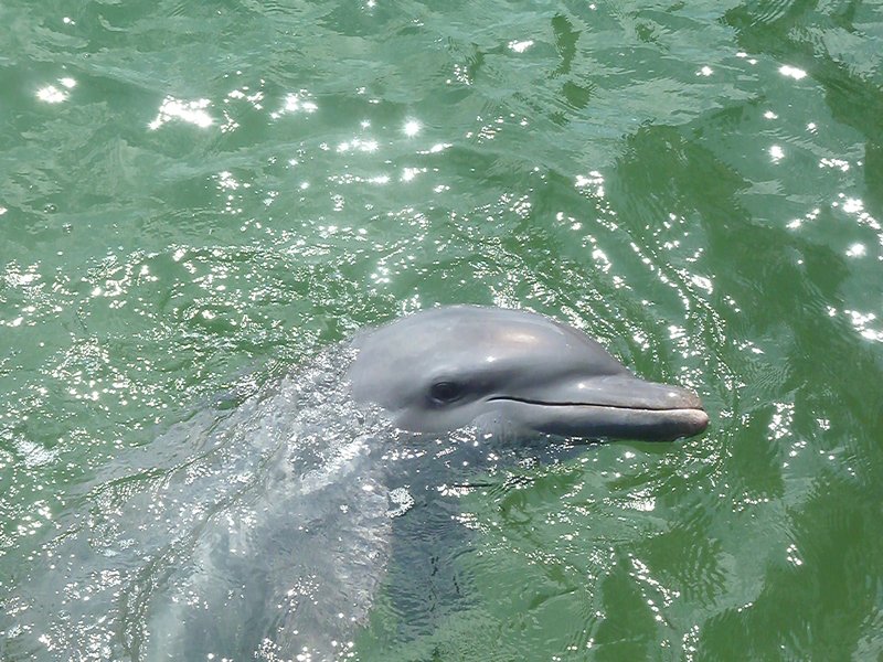 Same Dolphin...