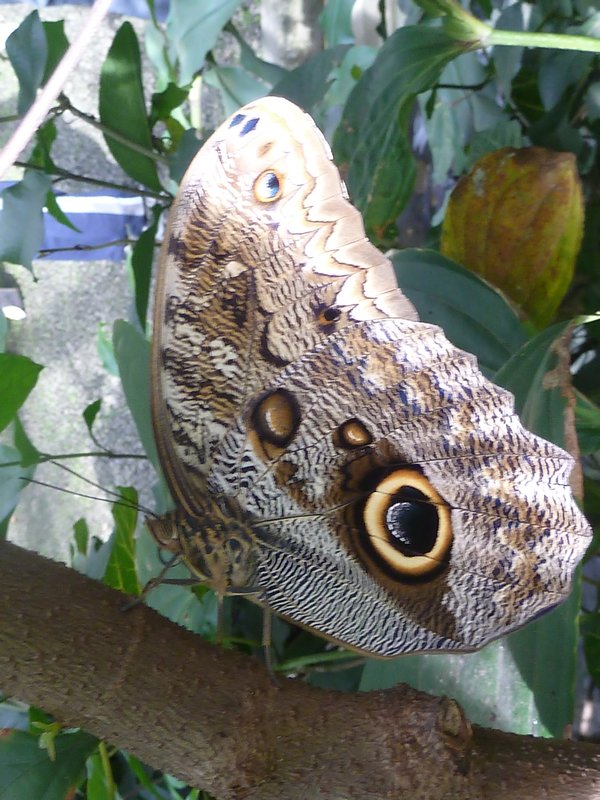 Butterfly from the Botanical gardens