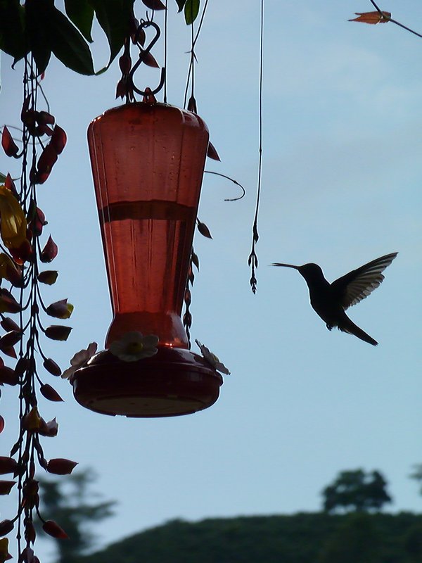Local hummingbirds feeding...