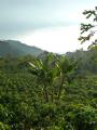 The coffee fields