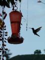 Local hummingbirds feeding...